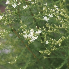 Olearia microphylla at Bruce, ACT - 29 Aug 2022