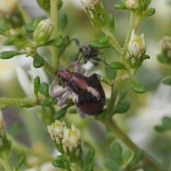 Gonipterus suturalis (Eucalypt weevil) at Black Mountain - 29 Aug 2022 by RAllen