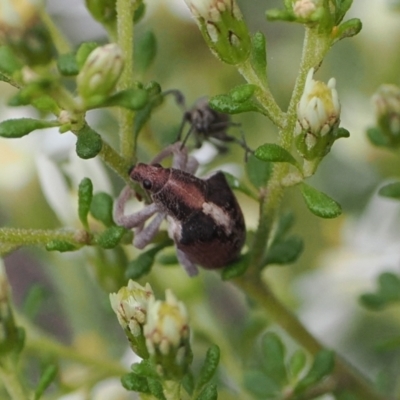 Gonipterus suturalis (Eucalypt weevil) at Black Mountain - 29 Aug 2022 by RAllen