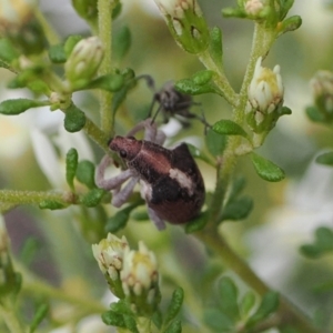 Gonipterus suturalis at Bruce, ACT - 29 Aug 2022