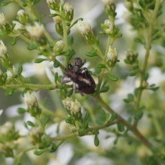 Gonipterus suturalis at Bruce, ACT - 29 Aug 2022