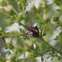 Gonipterus suturalis at Bruce, ACT - 29 Aug 2022