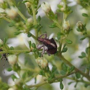 Gonipterus suturalis at Bruce, ACT - 29 Aug 2022