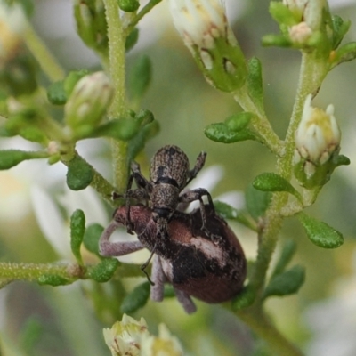 Merimnetes oblongus (Radiata pine shoot weevil) at Black Mountain - 29 Aug 2022 by RAllen