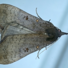 Rhapsa suscitatalis (Wedged Rhapsa) at Ainslie, ACT - 25 Aug 2022 by jb2602