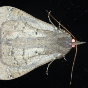 Rhapsa suscitatalis at Ainslie, ACT - 25 Aug 2022