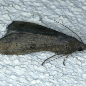 Rhapsa suscitatalis at Ainslie, ACT - 25 Aug 2022