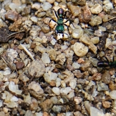 Rhytidoponera metallica (Greenhead ant) at Woodstock Nature Reserve - 28 Aug 2022 by Ct1000