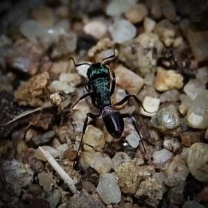 Rhytidoponera metallica at Stromlo, ACT - 28 Aug 2022