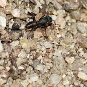 Rhytidoponera metallica at Stromlo, ACT - 28 Aug 2022