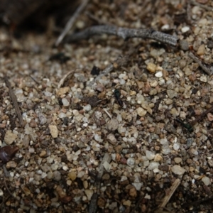 Rhytidoponera metallica at Stromlo, ACT - 28 Aug 2022