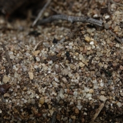 Rhytidoponera metallica at Stromlo, ACT - 28 Aug 2022