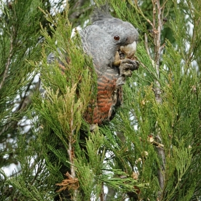 Callocephalon fimbriatum (Gang-gang Cockatoo) at Woodstock Nature Reserve - 28 Aug 2022 by Ct1000