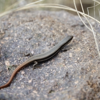 Morethia boulengeri (Boulenger's Skink) at Woodstock Nature Reserve - 28 Aug 2022 by Ct1000