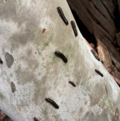 Ecnolagria sp. (genus) (A brown darkling beetle) at Crace, ACT - 17 Aug 2022 by Rosie