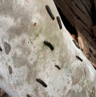 Ecnolagria sp. (genus) (A brown darkling beetle) at Gungaderra Grasslands - 17 Aug 2022 by Rosie