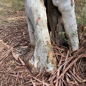 Ecnolagria sp. (genus) at Crace, ACT - 17 Aug 2022