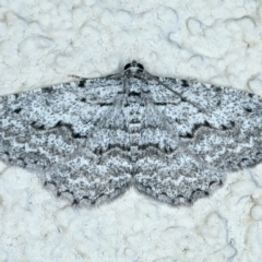 Psilosticha absorpta (Fine-waved Bark Moth) at Ainslie, ACT - 20 Aug 2022 by jb2602