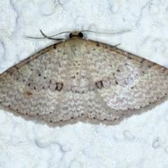 Epicyme rubropunctaria (Red-spotted Delicate) at Ainslie, ACT - 25 Aug 2022 by jb2602