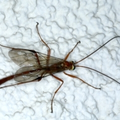 Enicospilus CNM sp1 (An Ophioninae Wasp) at Ainslie, ACT - 28 Aug 2022 by jb2602