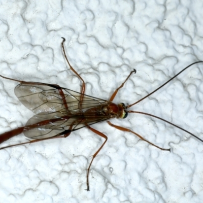 Enicospilus CNM sp1 (An Ophioninae Wasp) at Ainslie, ACT - 27 Aug 2022 by jb2602