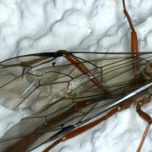 Enicospilus CNM sp1 at Ainslie, ACT - 28 Aug 2022