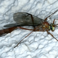 Enicospilus CNM sp1 at Ainslie, ACT - 28 Aug 2022