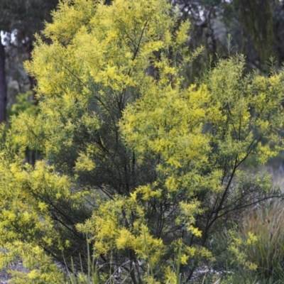 Acacia boormanii (Snowy River Wattle) at Mount Painter - 28 Aug 2022 by Tammy