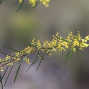 Acacia boormanii at Cook, ACT - 28 Aug 2022