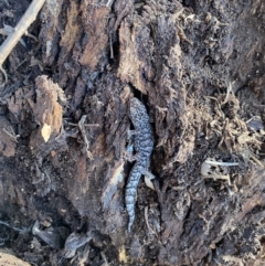 Christinus marmoratus (Southern Marbled Gecko) at Molong, NSW - 28 Aug 2022 by Koolibits