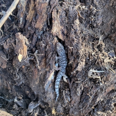 Christinus marmoratus (Southern Marbled Gecko) at Molong, NSW - 28 Aug 2022 by Koolibits