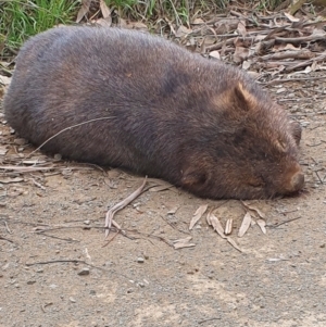 Vombatus ursinus at Gundaroo, NSW - 29 Aug 2022 12:19 PM