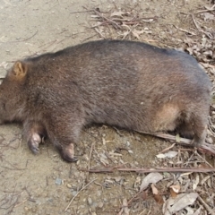 Vombatus ursinus at Gundaroo, NSW - 29 Aug 2022 12:19 PM