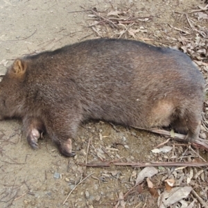 Vombatus ursinus at Gundaroo, NSW - 29 Aug 2022 12:19 PM