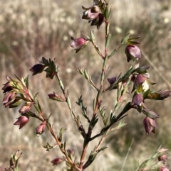 Pimelea linifolia subsp. linifolia at Environa, NSW - 24 Aug 2022