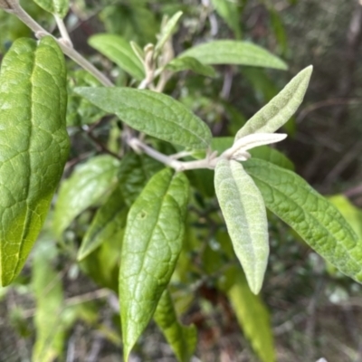 Olearia lirata (Snowy Daisybush) at Wandiyali-Environa Conservation Area - 29 Aug 2022 by Wandiyali