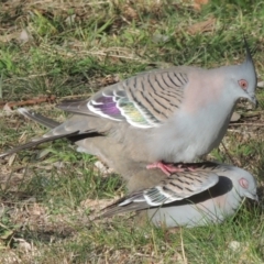 Ocyphaps lophotes (Crested Pigeon) at Pollinator-friendly garden Conder1 - 28 Jul 2022 by michaelb