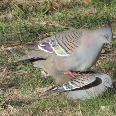 Ocyphaps lophotes (Crested Pigeon) at Pollinator-friendly garden Conder - 28 Jul 2022 by michaelb