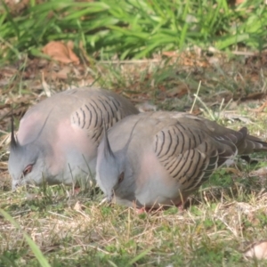 Ocyphaps lophotes at Conder, ACT - 28 Jul 2022