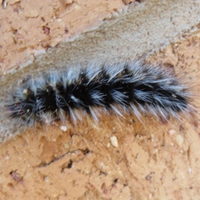 Anthela varia (Hairy Mary) at Euston, NSW - 28 Aug 2022 by Christine