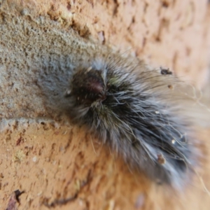 Anthela varia at Euston, NSW - 28 Aug 2022 10:35 AM