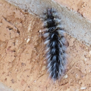 Anthela varia at Euston, NSW - 28 Aug 2022 10:35 AM
