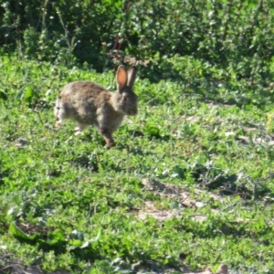 Oryctolagus cuniculus at Euston, NSW - 28 Aug 2022