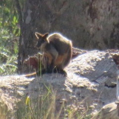 Wallabia bicolor (Swamp Wallaby) at Darlington Point, NSW - 27 Aug 2022 by Christine