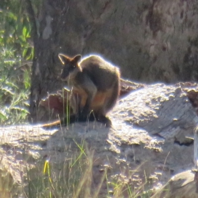 Wallabia bicolor (Swamp Wallaby) at Darlington Point, NSW - 27 Aug 2022 by Christine