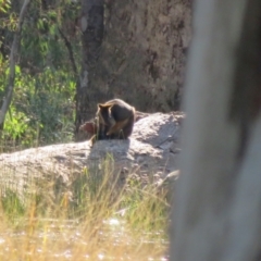 Wallabia bicolor at Darlington Point, NSW - 27 Aug 2022 10:05 AM