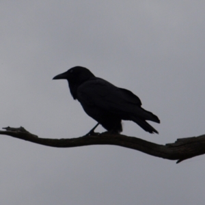 Corvus coronoides at Forde, ACT - 28 Aug 2022