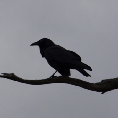 Corvus coronoides (Australian Raven) at Mulligans Flat - 28 Aug 2022 by MatthewFrawley
