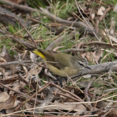 Acanthiza chrysorrhoa (Yellow-rumped Thornbill) at Mulligans Flat - 28 Aug 2022 by MatthewFrawley