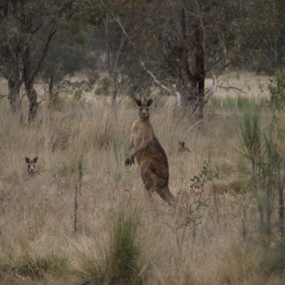 Macropus giganteus (Eastern Grey Kangaroo) at Throsby, ACT - 28 Aug 2022 by MatthewFrawley